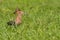 Eurasian hoopoe standing on grass