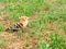 Eurasian Hoopoe Upupa epops