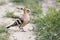 Eurasian Hoopoe Upupa epops, beautiful bird with orange plume on the head, long thin black beak.