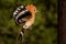 Eurasian Hoopoe Upupa epops feeding it`s chicks captured in flight. Wide wings, typical crest and pray in the beak. Hunting