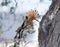 A Eurasian Hoopoe Upupa epops pecking a branch