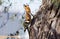 A Eurasian Hoopoe Upupa epops pecking a branch