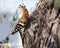 A Eurasian Hoopoe Upupa epops pecking a branch