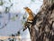 A Eurasian Hoopoe Upupa epops pecking a branch