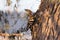 A Eurasian Hoopoe Upupa epops pecking a branch