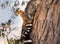 A Eurasian Hoopoe Upupa epops pecking a branch