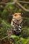 Eurasian hoopoe, Upupa epops, perched on branch in coniferous forest