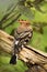 Eurasian hoopoe, Upupa epops, perched on old tree trunk in leafy forest. Bird isolated on green blurred background. Wildlife scene