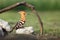 The Eurasian hoopoe Upupa epops sittinh in front of nest. Hoopoe with green background