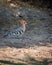 An Eurasian Hoopoe Upupa epops, walking on the ground like a soldier in uniform.