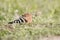 Eurasian Hoopoe Upupa epopsbeautiful bird with orange plume on the head, long thin black beak and with white-black striped wings