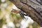 Eurasian Hoopoe Upupa epopsbeautiful bird with orange plume on the head, long thin black beak and with white-black striped wings