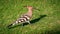 Eurasian Hoopoe walking on grass searching for food