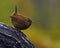 Eurasian House Wren, Troglodytes troglodytes in wild