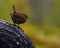 Eurasian House Wren, Troglodytes troglodytes in wild