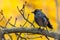 The Eurasian jackdaw