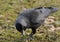 Eurasian Jackdaw