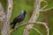 Eurasian Jackdaw - Corvus monedula
