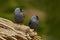 Eurasian Jackdaw Corvus monedula with open beak sitting on the stone. Moose stone with black bird. Black bird in the nature habita