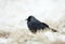 Eurasian jackdaw in the falling snow