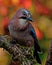 Eurasian jay with the autumn colors around it