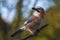 Eurasian jay bird Garrulus glandarius perched on a branch, Autumn colors