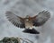 Eurasian jay flying against a winter pine branch