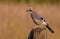 Eurasian Jay - Garrulus glandarius