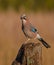 Eurasian Jay - Garrulus glandarius