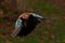 Eurasian jay Garrulus glandarius