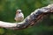 Eurasian jay Garrulus glandarius on the branch with green background.Forest bird atypically in the garden in free space