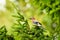 Eurasian jay Garrulus glandarius is a colorful, medium-sized bird with brown plumage, sitting on a spruce branch