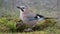 Eurasian jay Garrulus glandarius drinks water