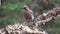 Eurasian jay Garrulus glandarius eating seeds on a branch. Blurred green forest background.