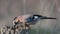 Eurasian jay Garrulus glandarius with nuts