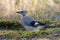 Eurasian jay Garrulus glandarius portrait close up. A bird in poor plumage