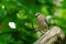 Eurasian Jay (Garrulus glandarius) with it's head cocked to the side looking curiously at camera