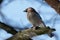 Eurasian jay Garrulus glandarius sits on a branch eaten by insects one can see every feather.