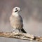 Eurasian jay, Garrulus glandarius, sits on a dry branch. Front view