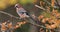 The Eurasian Jay Garrulus glandarius standing on a tree in a windy autumn day.