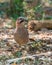 Eurasian Jay on the ground