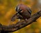 Eurasian jay have caught a The wood Mouse