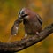 Eurasian jay have caught a The wood Mouse