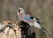 The Eurasian jay juggles a sunflower seed on a vertical log-feeder on a blurred background.