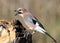 The Eurasian jay with open beak sits in unusual pose on a vertical log-feeder on a blurred background.