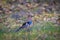 Eurasian jay perched on the ground