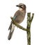 Eurasian Jay perching on a branch, Garrulus glandarius, isolated