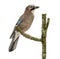 Eurasian Jay perching on a branch, Garrulus glandarius, isolated