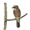 Eurasian Jay perching on a branch, Garrulus glandarius, isolated