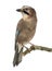 Eurasian Jay perching on a branch, Garrulus glandarius, isolated